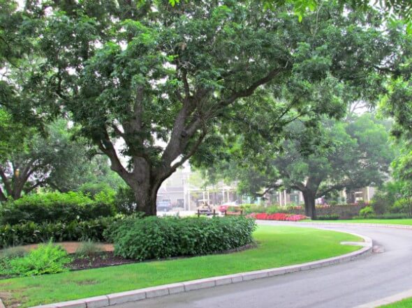 Entry into the Hyatt Lost Pines is overflowing with sprawling oaks, shrubs, flowers and manicured lawns.