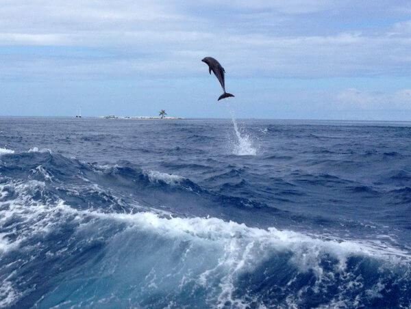 Flying dolphin, Rangiroa, French Polynesia 