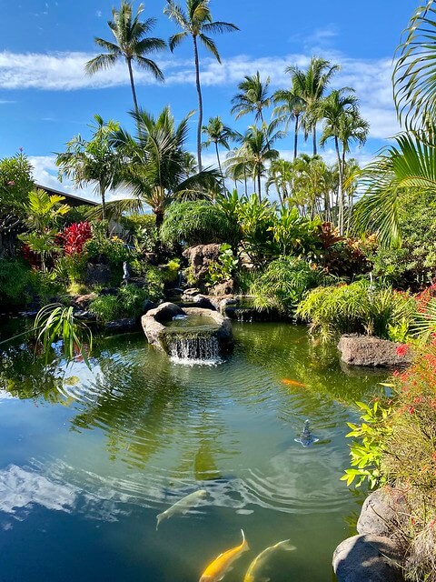 Well maintained koi pond surrounded by tropical island plants and palm trees at Napili Shores Maui by Outrigger. 