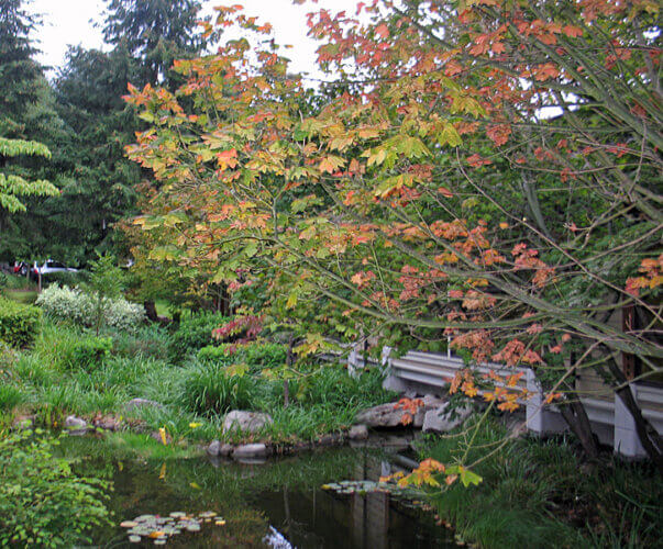 Woodland setting of Cedarbrook Lodge, Seattle, Washington (Photo by Susan McKee)