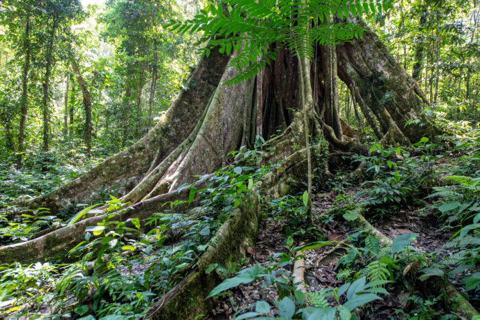 Massive Tree Trunk with Roots in Amazon Jungle