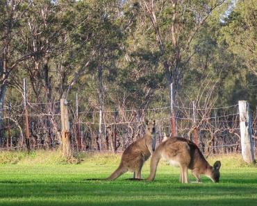 Grapevines & Kangaroos at Spicers Vineyards Estate