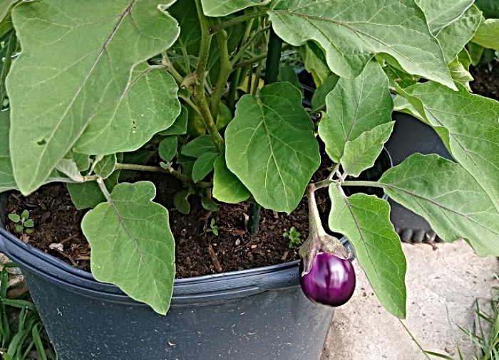 Eggplant in vegetable garden at the Dunmore Inn
