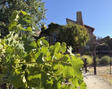 vineyard view from Vinarosa, Santa Rosa, CA